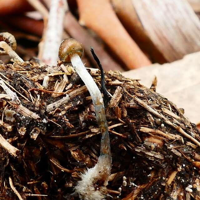 Image of Psilocybe alutacea Y. S. Chang & A. K. Mills 2006