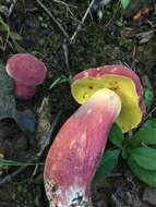 Image of Boletus pallidoroseus Both 1998