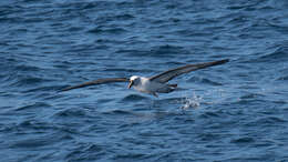 Image de Albatros de Carter