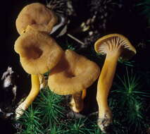 Image of Craterellus