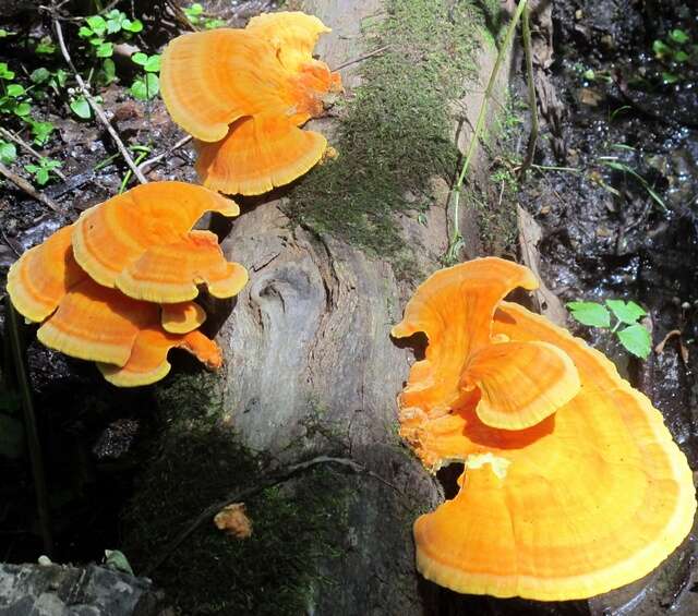 Image of Laetiporus