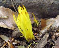 Image of Clavulinopsis