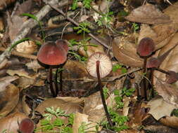 Image of Marasmius