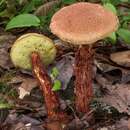 Image of Aureoboletus russellii (Frost) G. Wu & Zhu L. Yang 2016