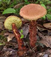 Sivun Aureoboletus russellii (Frost) G. Wu & Zhu L. Yang 2016 kuva