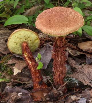 Image of Aureoboletus russellii (Frost) G. Wu & Zhu L. Yang 2016