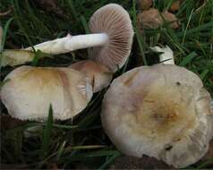 Image of Stropharia