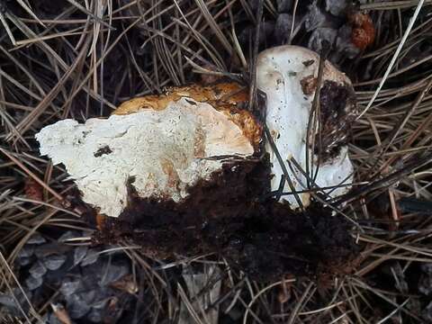 Imagem de <i>Fomitopsis schrenkii</i>