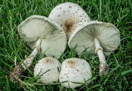 Image de Chlorophyllum