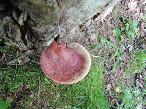 Fistulinaceae resmi