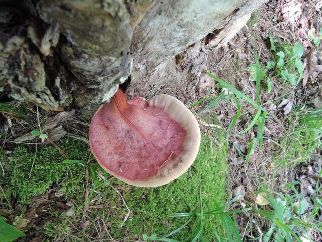 Image of Fistulinaceae