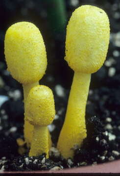 Image of Leucocoprinus