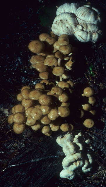 Image of Entoloma abortivum (Berk. & M. A. Curtis) Donk 1949