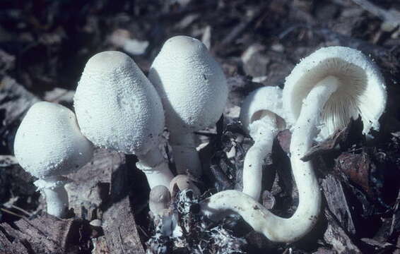 Image of Leucocoprinus