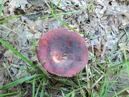 Image of Russula mariae Peck 1919