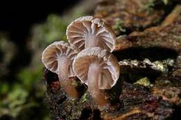 Слика од Mycena corticola (Pers.) Gray 1821