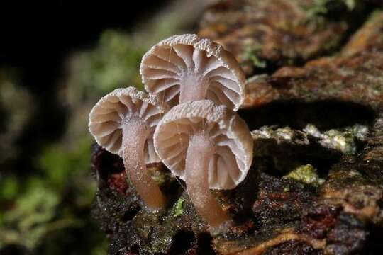 Mycena corticola (Pers.) Gray 1821的圖片