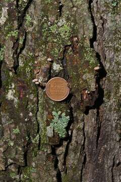 Imagem de Mycena corticola (Pers.) Gray 1821