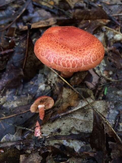 Image of Cortinarius bolaris (Pers.) Fr. 1838