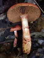 Image of Cortinarius bolaris (Pers.) Fr. 1838