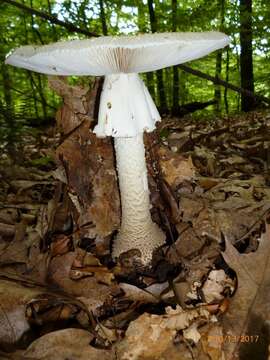 Image of Amanita atkinsoniana Coker 1917