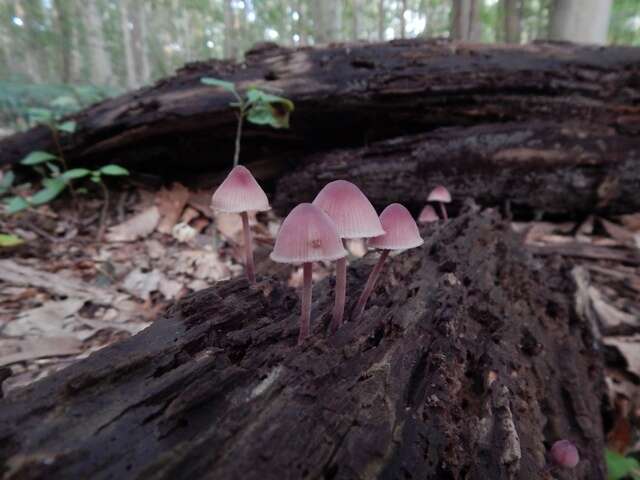 Image of Mycena