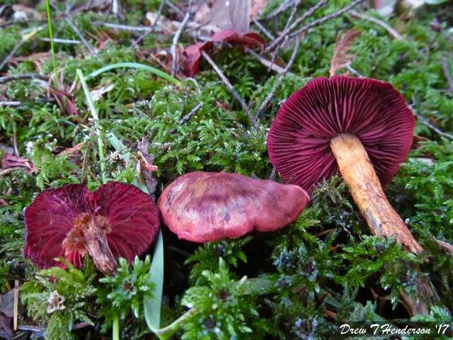 Image of Cortinarius smithii Ammirati, Niskanen & Liimat. 2013