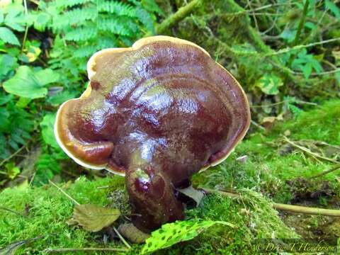 Слика од Ganoderma