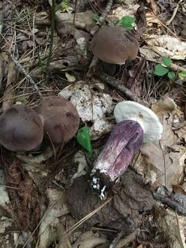 Image of Tylopilus plumbeoviolaceus (Snell & E. A. Dick) Snell & E. A. Dick 1941