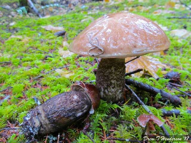 Image of Leccinum idahoense A. H. Sm., Thiers & Watling 1968