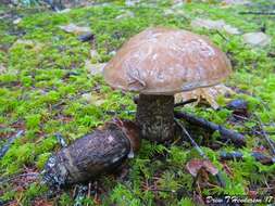 Image of Leccinum idahoense A. H. Sm., Thiers & Watling 1968