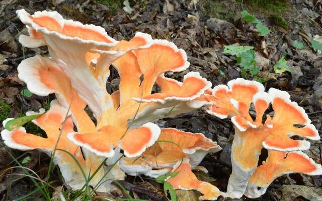 Image of Laetiporus