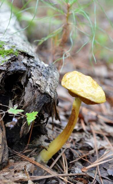 Image of Pulveroboletus