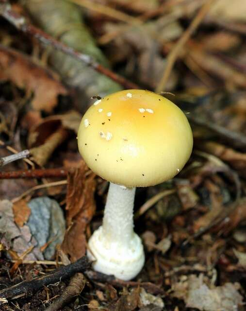 Image of Amanita velatipes G. F. Atk. 1900