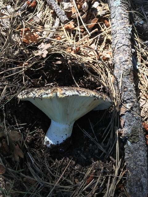 Russula brevipes Peck 1890 resmi