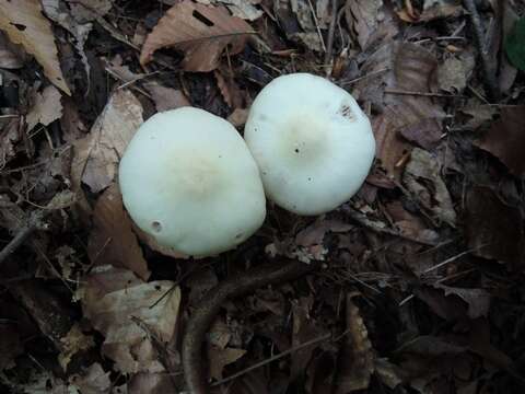 Image of Entoloma subsinuatum Murrill 1917