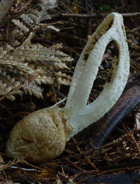 Image of stinkhorns