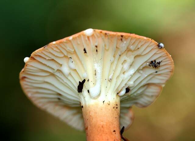 Image of Lactarius hygrophoroides Berk. & M. A. Curtis 1859