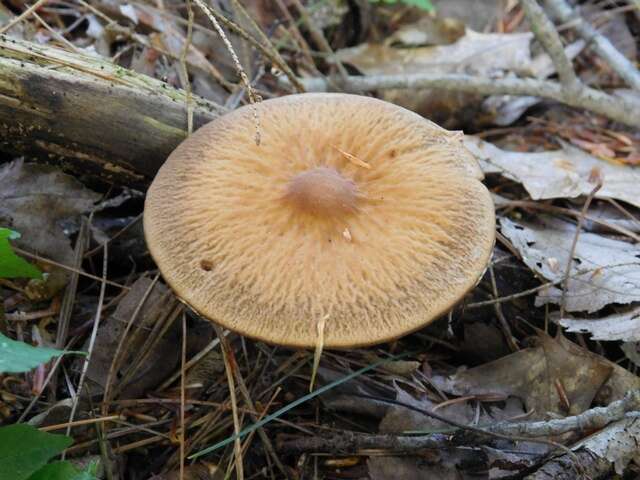 Image of Psathyrella delineata (Peck) A. H. Sm. 1941