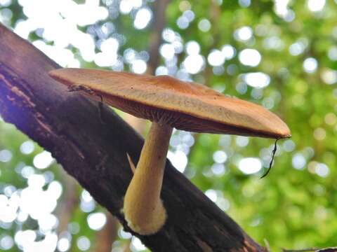 Imagem de Psathyrella delineata (Peck) A. H. Sm. 1941