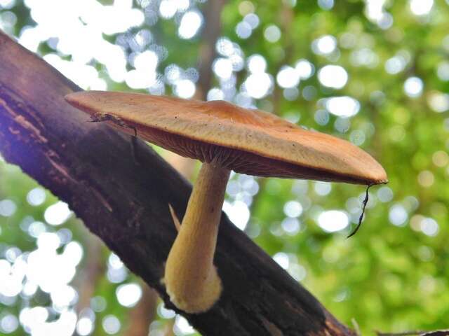 Imagem de Psathyrella delineata (Peck) A. H. Sm. 1941