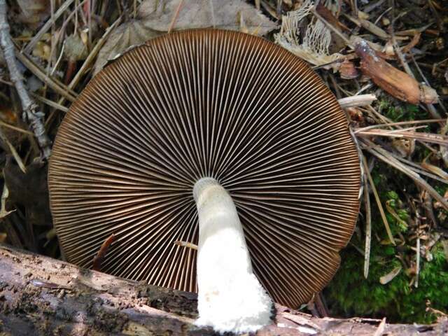 Imagem de Psathyrella delineata (Peck) A. H. Sm. 1941