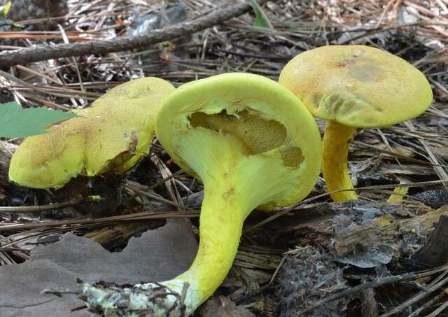 Image of Pulveroboletus