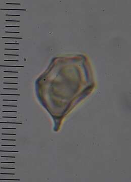 Image of Entoloma gasteromycetoides Co-David & Noordel. 2009