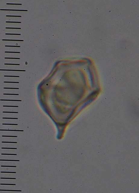 Image of Entoloma gasteromycetoides Co-David & Noordel. 2009