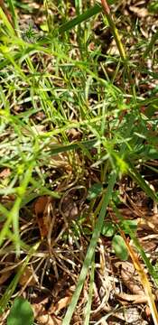 Image of Symphyotrichum kentuckiense