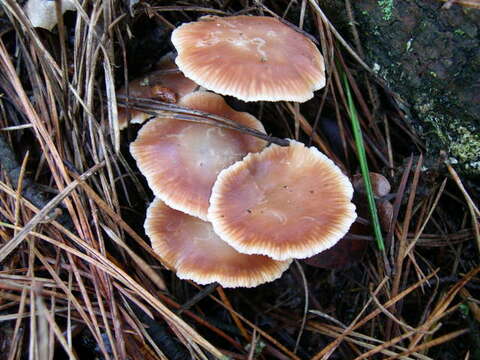 Image of Mycetinis copelandii (Peck) A. W. Wilson & Desjardin 2005