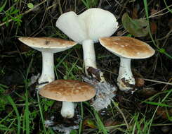 صورة Leucopaxillus