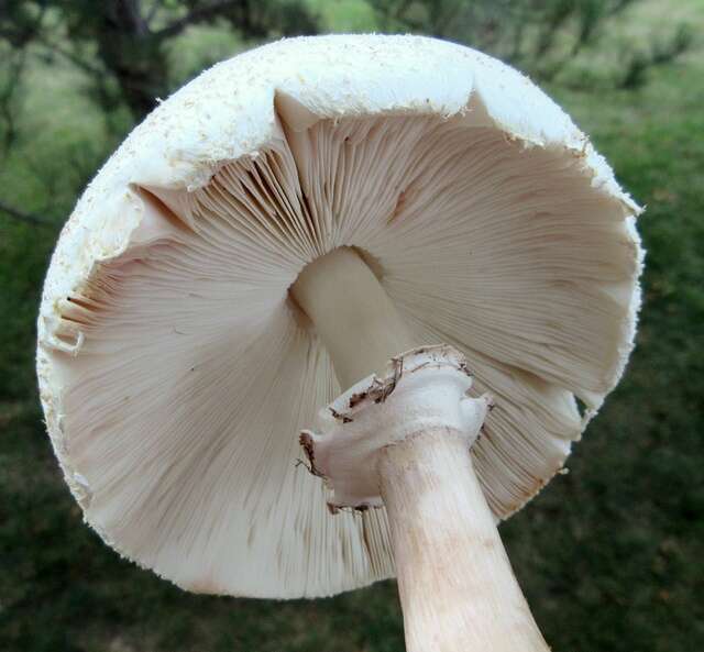 Image de Chlorophyllum