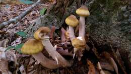 Image of Honey Fungus